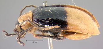 Media type: image; Entomology 18775   Aspect: habitus lateral view